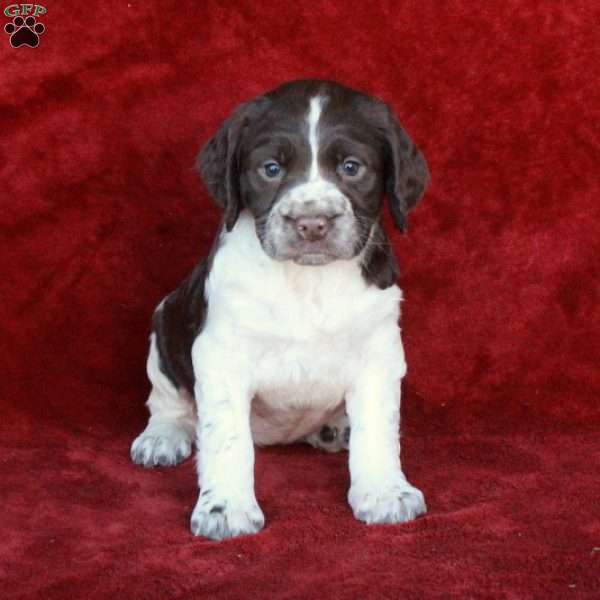 Holland, English Springer Spaniel Puppy