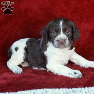 Holland, English Springer Spaniel Puppy