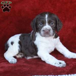 Holland, English Springer Spaniel Puppy