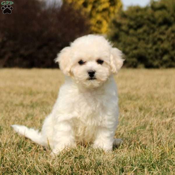 Hollis, Bichon Frise Puppy