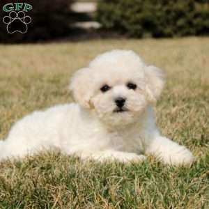 Hollis, Bichon Frise Puppy