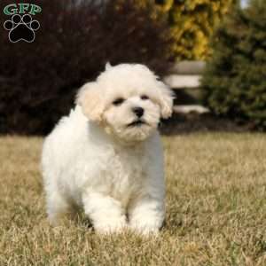 Hollis, Bichon Frise Puppy