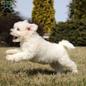 Hollis, Bichon Frise Puppy