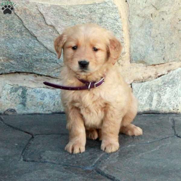 Holly, Golden Retriever Puppy