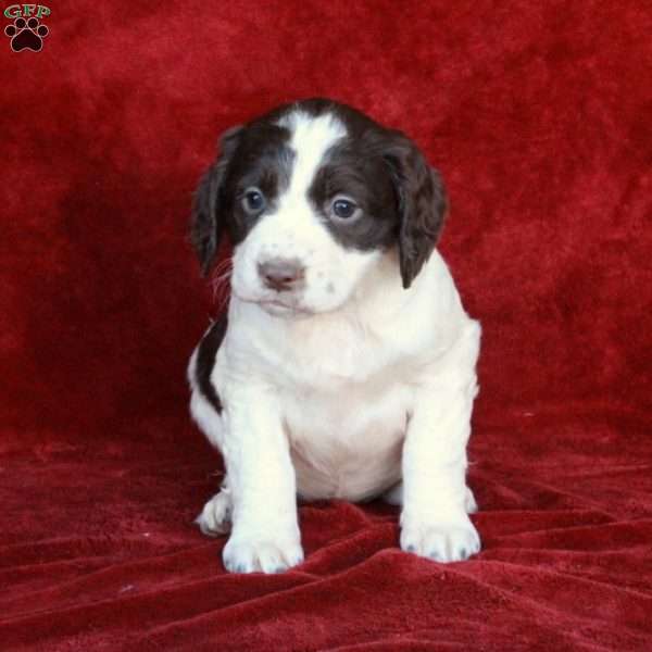 Holly, English Springer Spaniel Puppy