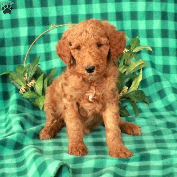 Holly, Standard Poodle Puppy