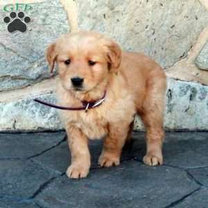 Holly, Golden Retriever Puppy