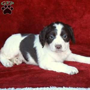 Holly, English Springer Spaniel Puppy