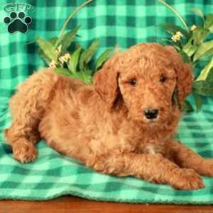 Holly, Standard Poodle Puppy