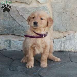 Holly, Golden Retriever Puppy