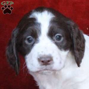 Holly, English Springer Spaniel Puppy