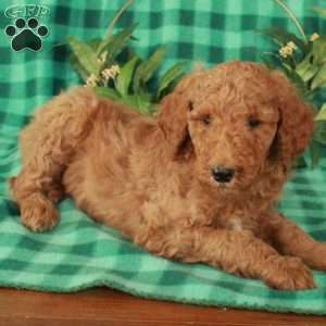 Holly, Standard Poodle Puppy