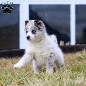 Holly, Pomsky Puppy