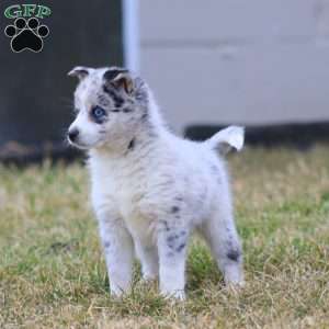 Holly, Pomsky Puppy