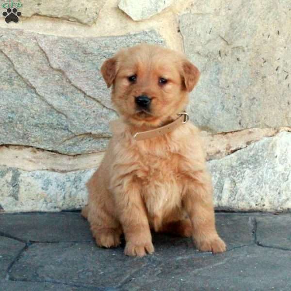 Honey, Golden Retriever Puppy