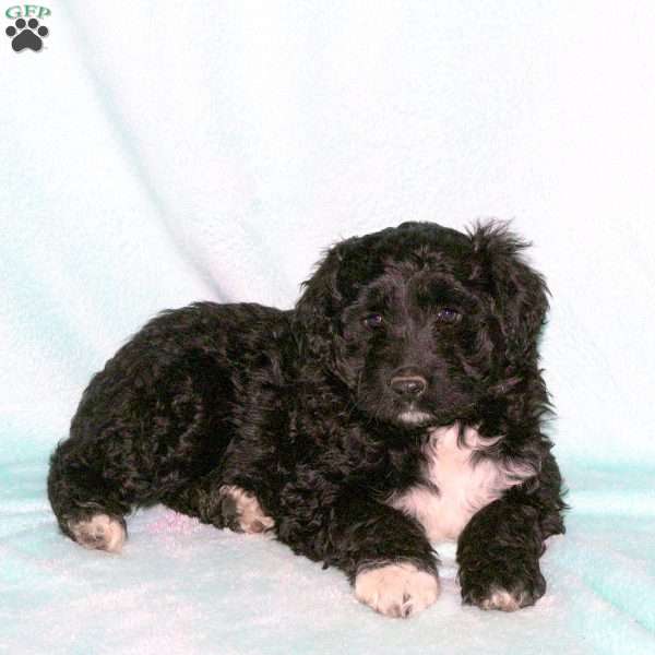 Honey, Portuguese Water Dog Puppy