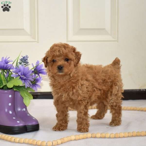 Honey, Miniature Poodle Puppy