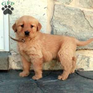 Honey, Golden Retriever Puppy