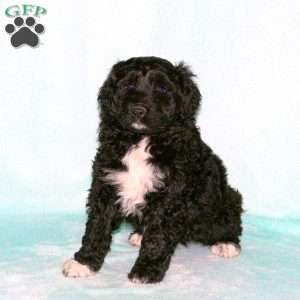 Honey, Portuguese Water Dog Puppy