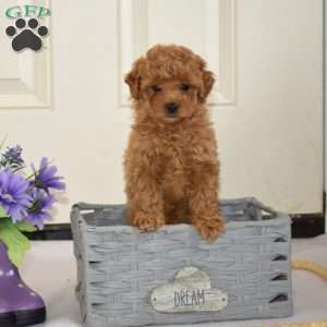 Honey, Miniature Poodle Puppy