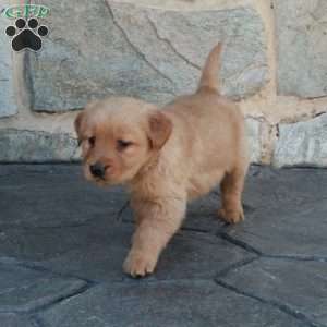 Honey, Golden Retriever Puppy