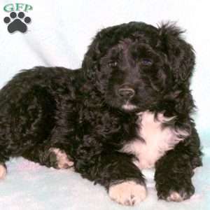 Honey, Portuguese Water Dog Puppy