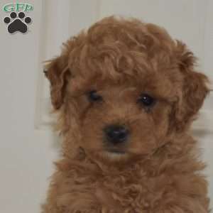 Honey, Miniature Poodle Puppy