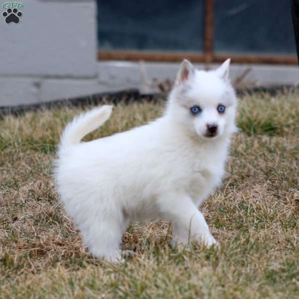 Honey, Pomsky Puppy