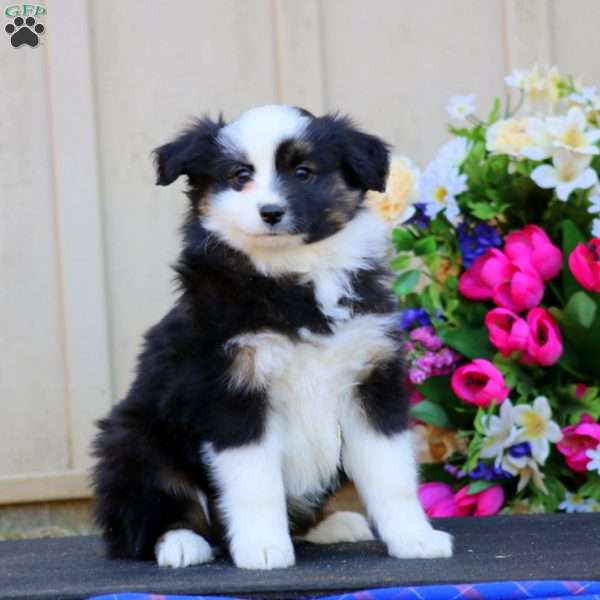 Hoops, Miniature Australian Shepherd Puppy