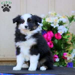 Hoops, Miniature Australian Shepherd Puppy