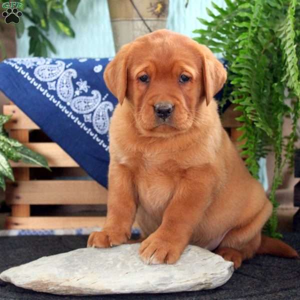 Hope, Fox Red Labrador Retriever Puppy