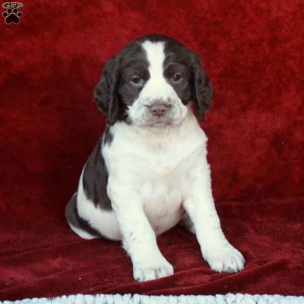 Hope, English Springer Spaniel Puppy