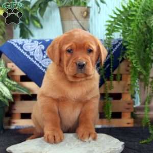 Hope, Fox Red Labrador Retriever Puppy