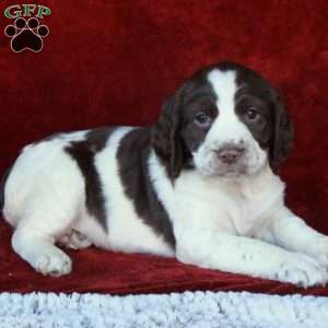 Hope, English Springer Spaniel Puppy