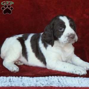 Hope, English Springer Spaniel Puppy