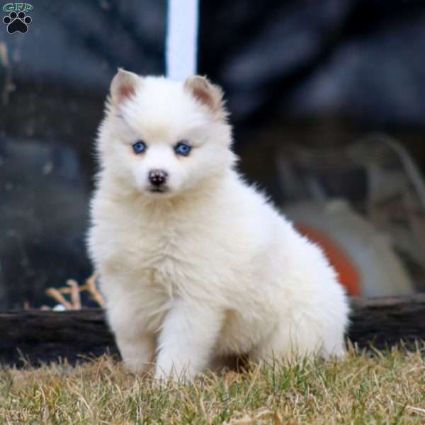 Hope, Pomsky Puppy