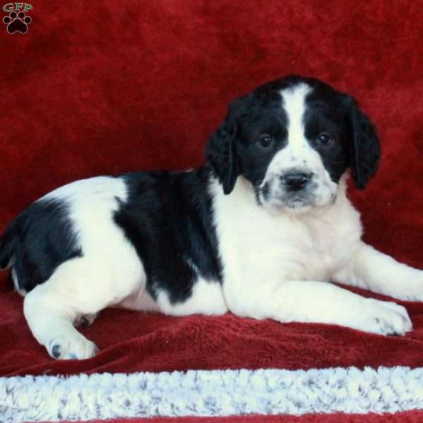 Hopper, English Springer Spaniel Puppy