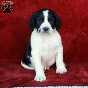 Hopper, English Springer Spaniel Puppy