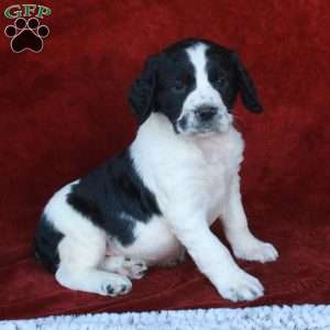 Hopper, English Springer Spaniel Puppy