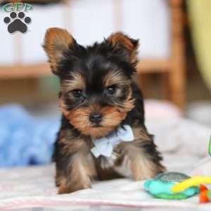 Huck, Yorkie Puppy