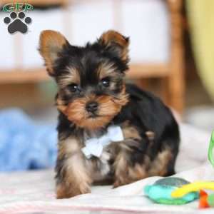 Huck, Yorkie Puppy