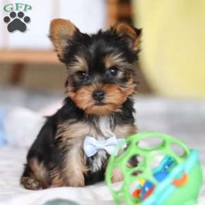 Huck, Yorkie Puppy