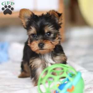 Huck, Yorkie Puppy