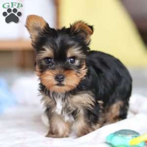 Huck, Yorkie Puppy