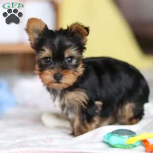 Huck, Yorkie Puppy