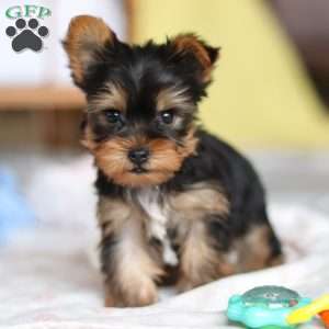 Huck, Yorkie Puppy