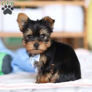 Huck, Yorkie Puppy