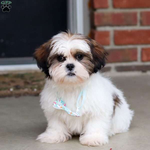 Hudson, Shih Tzu Puppy