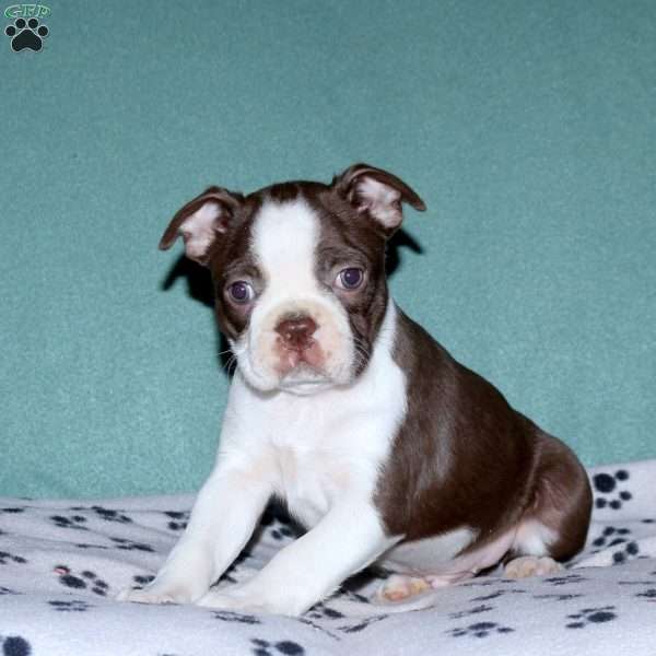 Hudson, Boston Terrier Puppy