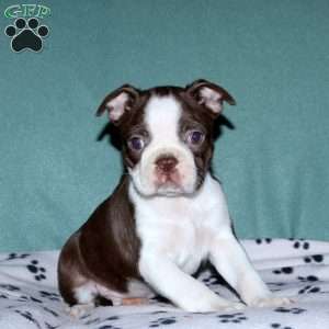 Hudson, Boston Terrier Puppy